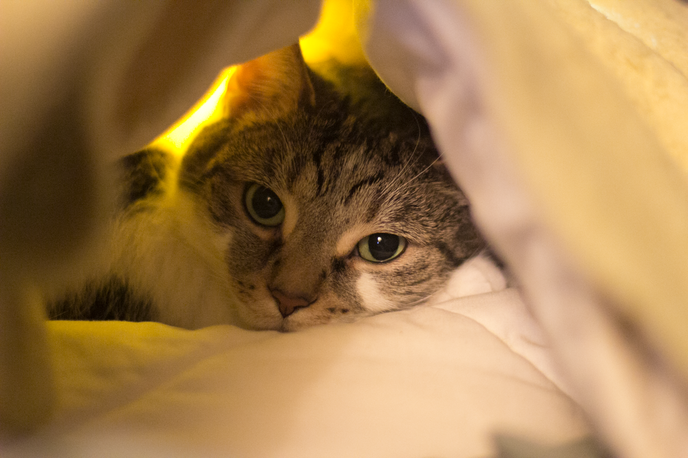 Chloe Cat