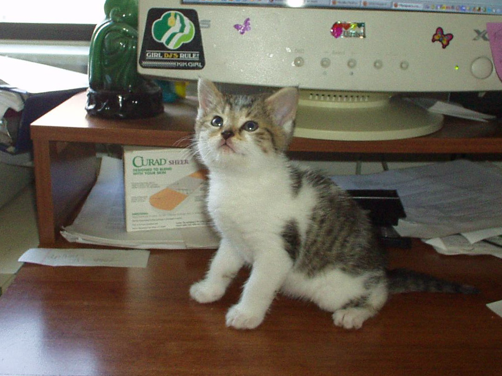 Chloe Cat